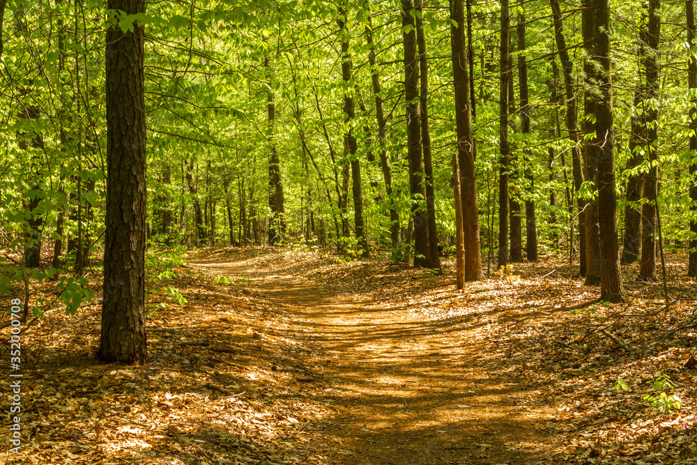 Fototapeta premium Curving path through the woods in springtime