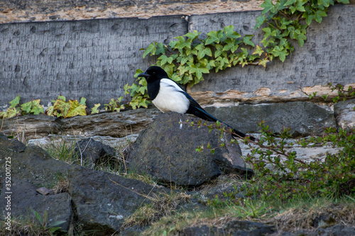 Eurasian Magpie photographed in Scotland, in Europe. Picture made in 2019.