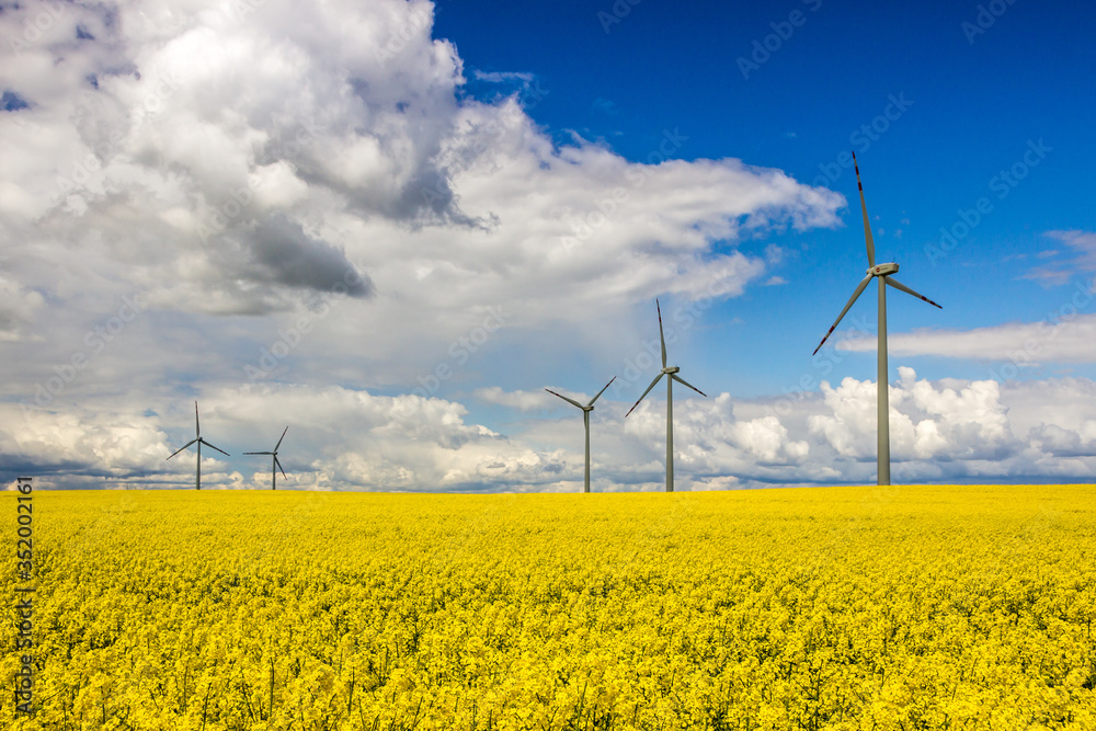 wind farm on rapeseed field