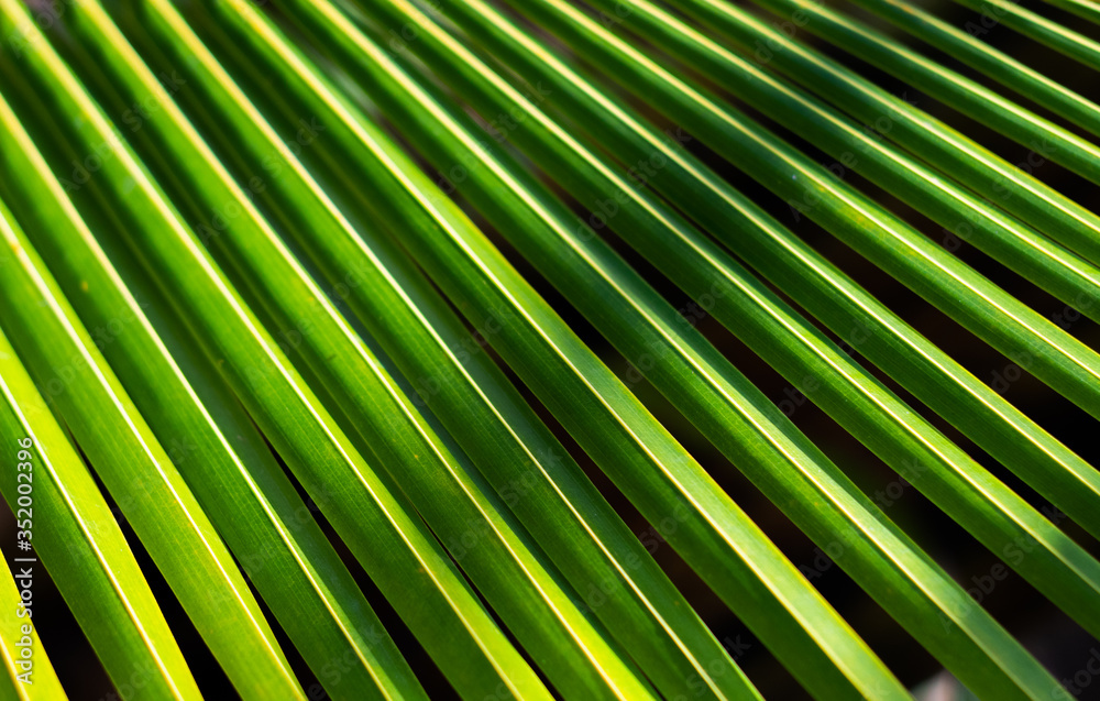 Fototapeta premium Green plant