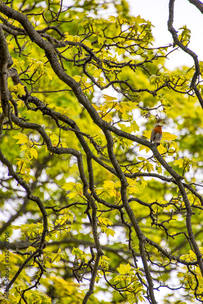 Obraz premium European Robin photographed in Scotland, in Europe. Picture made in 2019.