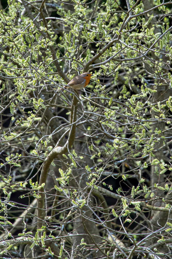 Obraz premium European Robin photographed in Scotland, in Europe. Picture made in 2019.