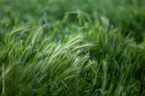 Young green wheat. Spikelets of young wheat growing in a field in the spring season. Green floral background