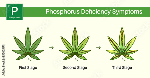 Medical Cannabis Growing Problems and Plant Pot Leaves Disease, Deficiency, Abundance, Excess. Three 3 Stages.