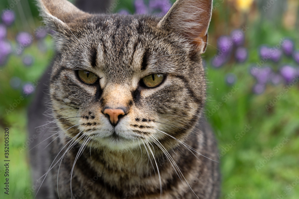 portrait of a photogenic gray striped cat on a background of rich green grass and yellow purple flowers