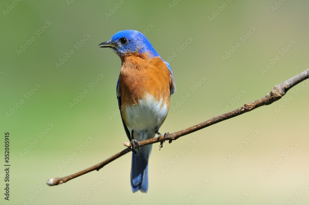 Fototapeta premium EASTERN BLUEBIRD