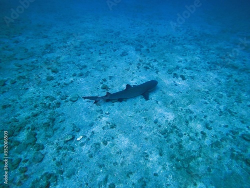 Wallpaper Mural Black Tipped Reef Shark Torontodigital.ca