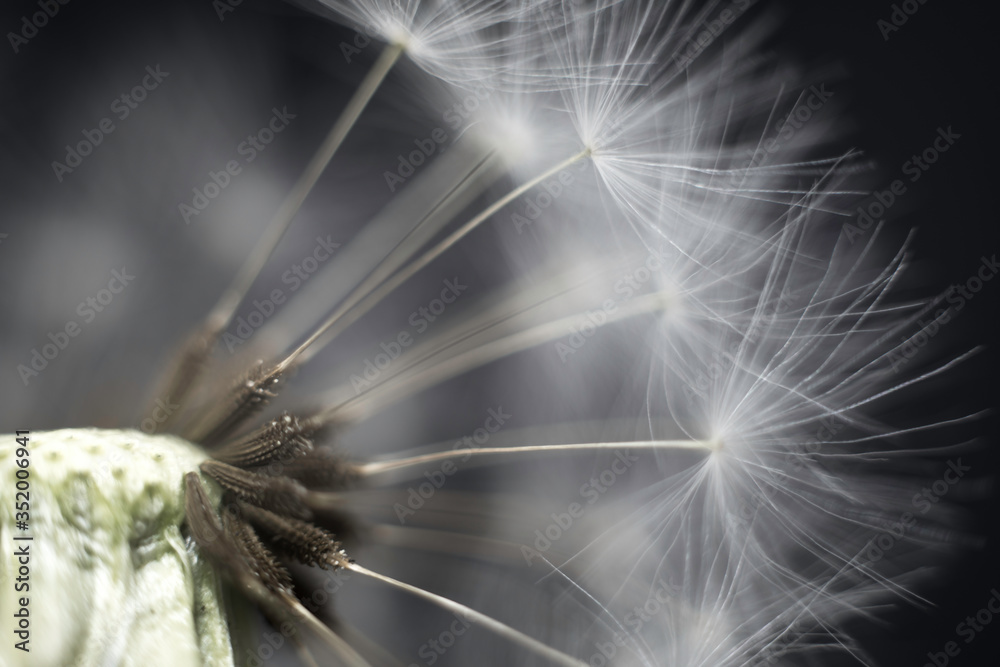 macro photo of dandelion macro photo of dandelion