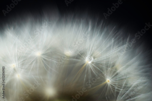 a drop of water on a dandelion on a black background