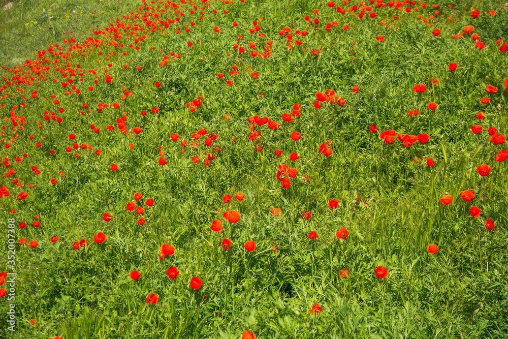 poppies flower meadow spring season