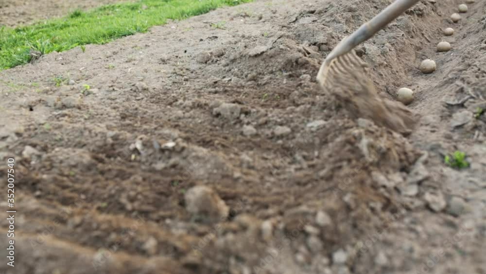 Senior gardener gardening in his permaculture garden - planting potatoes, putting them in prepared row in soil