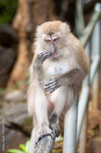 A single monkey in a Malaysian Island