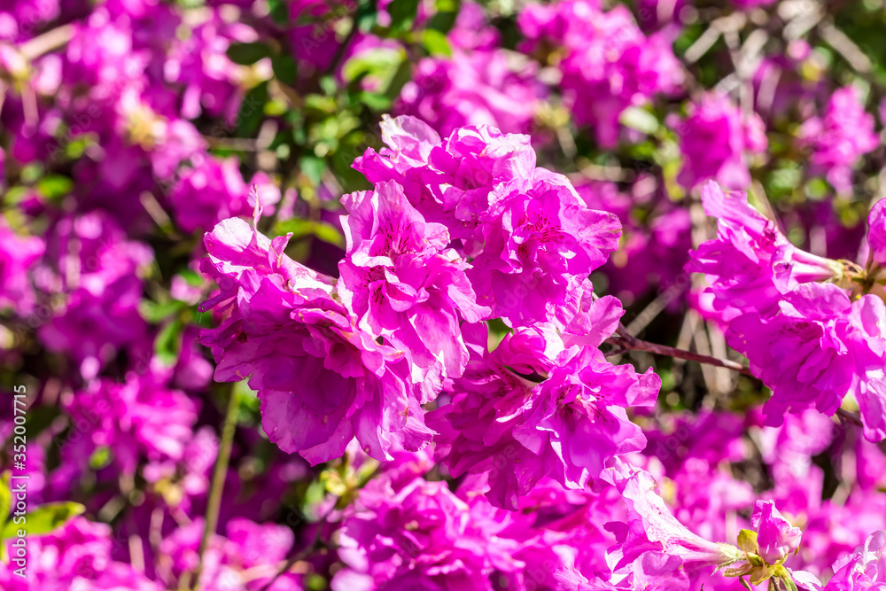 Blüte Rhododendron yedoense - Yodogawa-Azalee Blüte Rhododendron yedoense - Yodogawa-Azalee