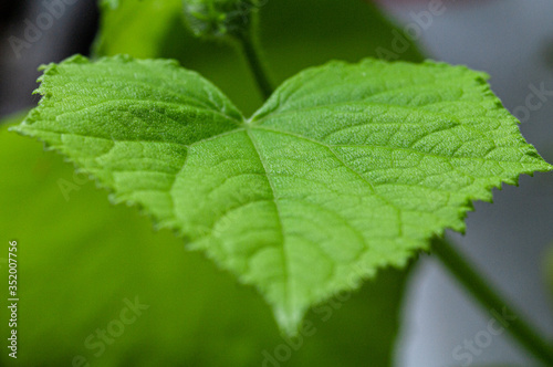 bright green leaf of cucumber on a blurred background. macro shot. healthy eating concept