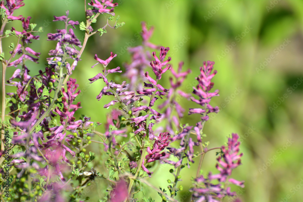 Fumaria officinalis blooms in nature Fumaria officinalis blooms in nature