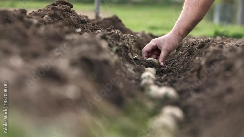 Senior gardener gardening in his permaculture garden - planting potatoes, putting them in prepared row in soil
