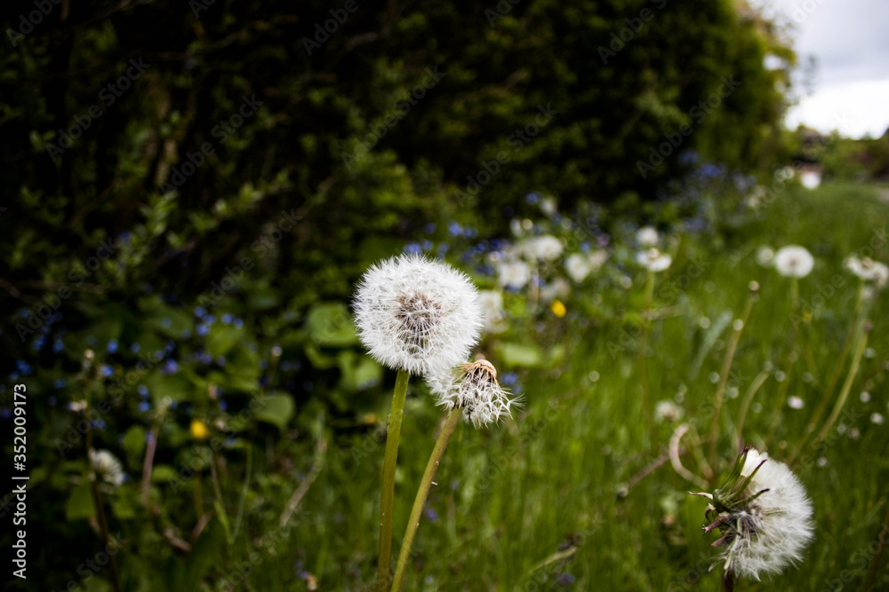 Dandelions in the grass Dandelions in the grass