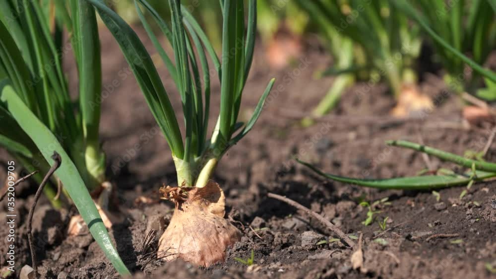 Close up of growing onion in garden. Blooming onion in ground. Concept of space for your text.