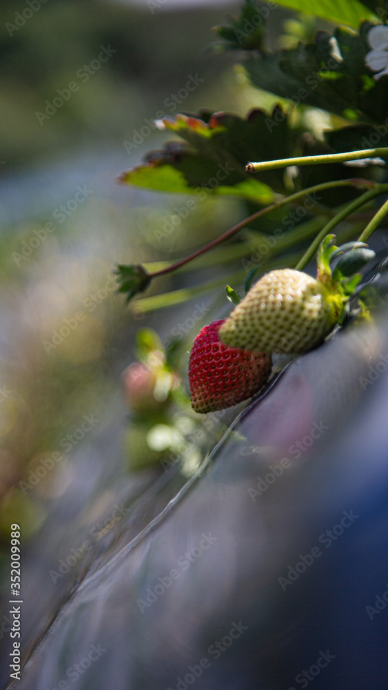 cultivation of strawberries and lulos in sunny day cultivation of strawberries and lulos in sunny day