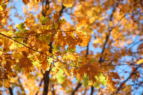 Autumn leaves background. Orange and yellow leaves of oak in front of blue sky and other leaves in soft focus. Autumn wallpaper, texture. 