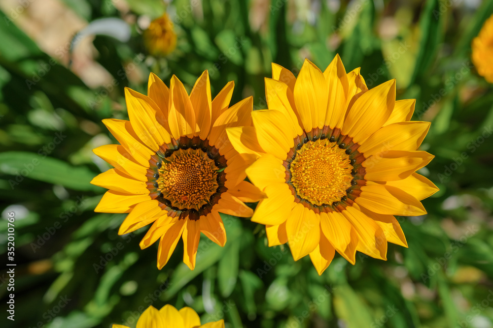 Close up of two yellow flowers on natural blurred background. Macro of Gazania flowers. Spring, summer floral beautiful backdrop. Small Helianthus or Sunflowers. Close up of two yellow flowers on natural blurred background. Macro of Gazania flowers. Spring, summer floral beautiful backdrop. Small Helianthus or Sunflowers.