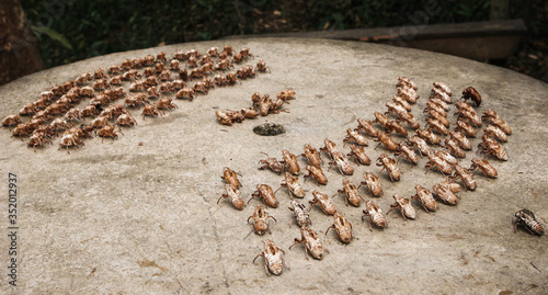 Fotografi cicada armies in battle