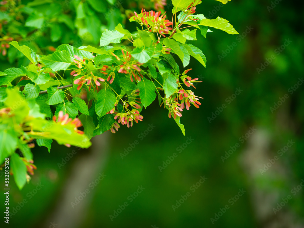 Young maple with bright green leaves on bokeh Young maple with bright green leaves on bokeh