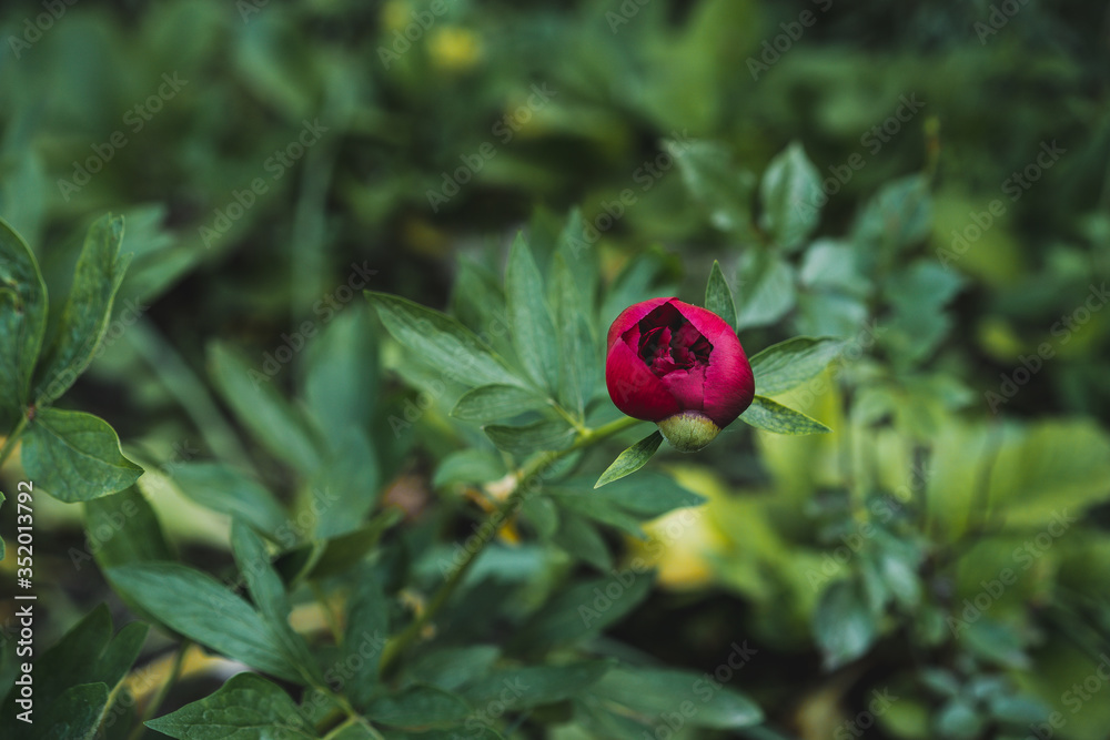 Peony flower growing in the ground and blooming