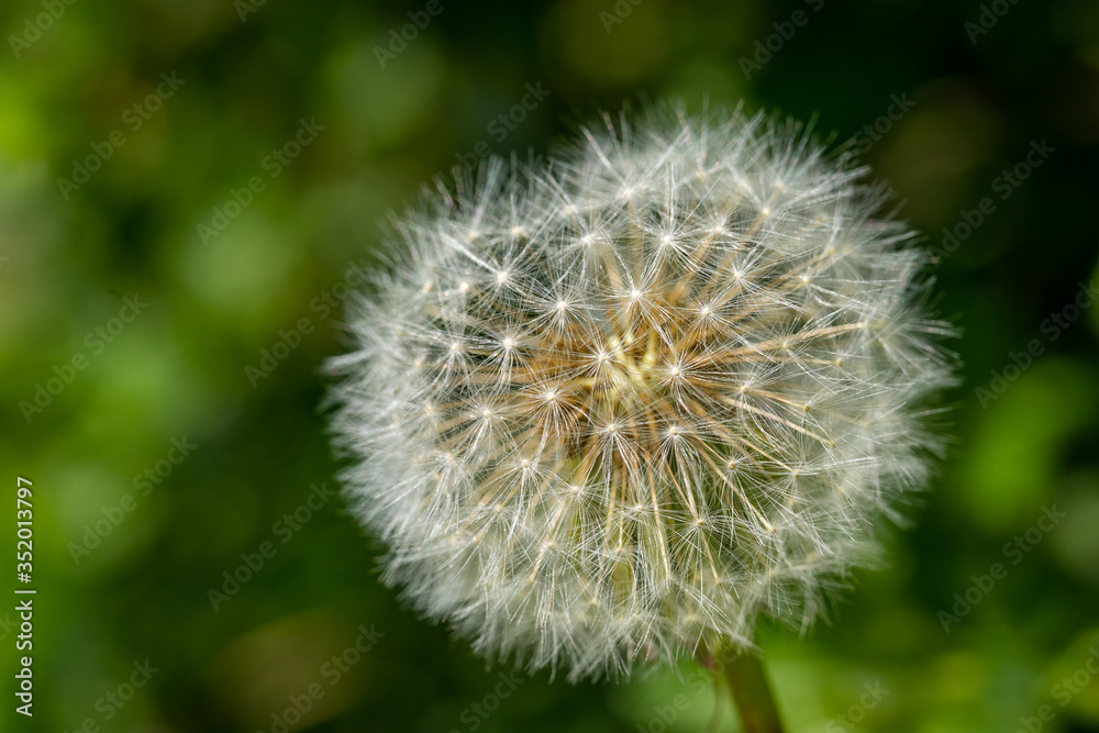 Close up of white dandelion. Blooming blowball in macro on blurry green background. Concept of nature background.