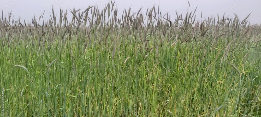 agriculture agriculture