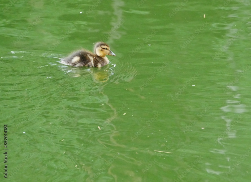 Entenküken schwimmt allein auf dem Teich Entenküken schwimmt allein auf dem Teich