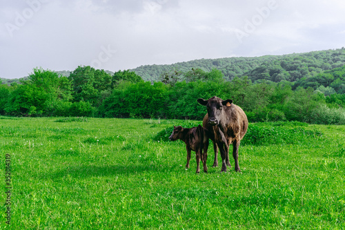 Cow and her calf in the meadow