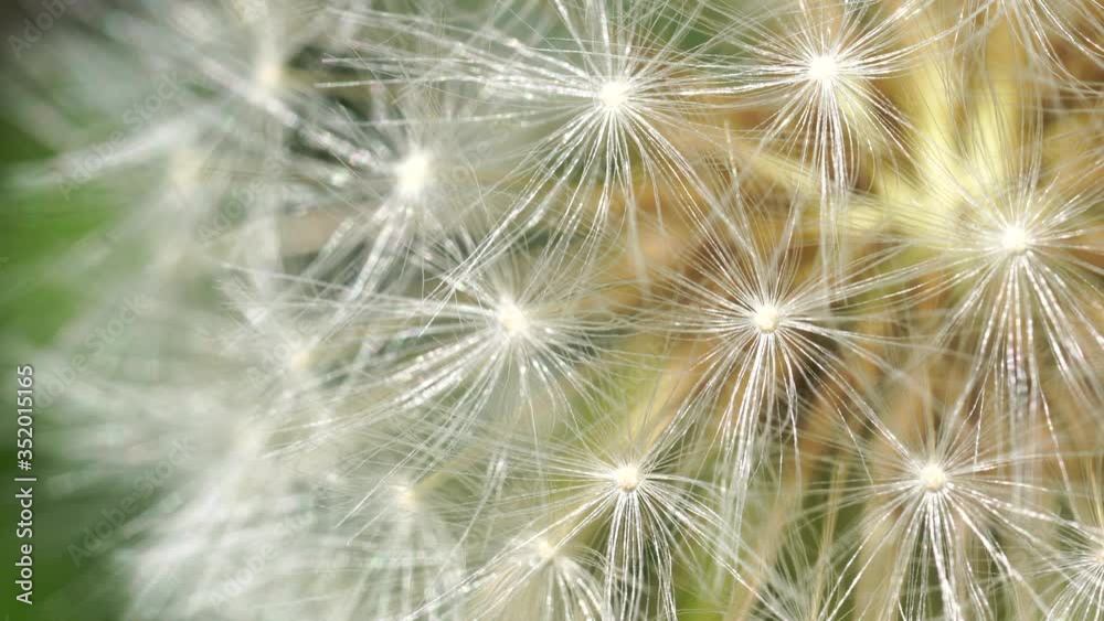 Close up of white dandelion. Blooming blowball in macro on blurry green background. Concept of nature background. Close up of white dandelion. Blooming blowball in macro on blurry green background. Concept of nature background.