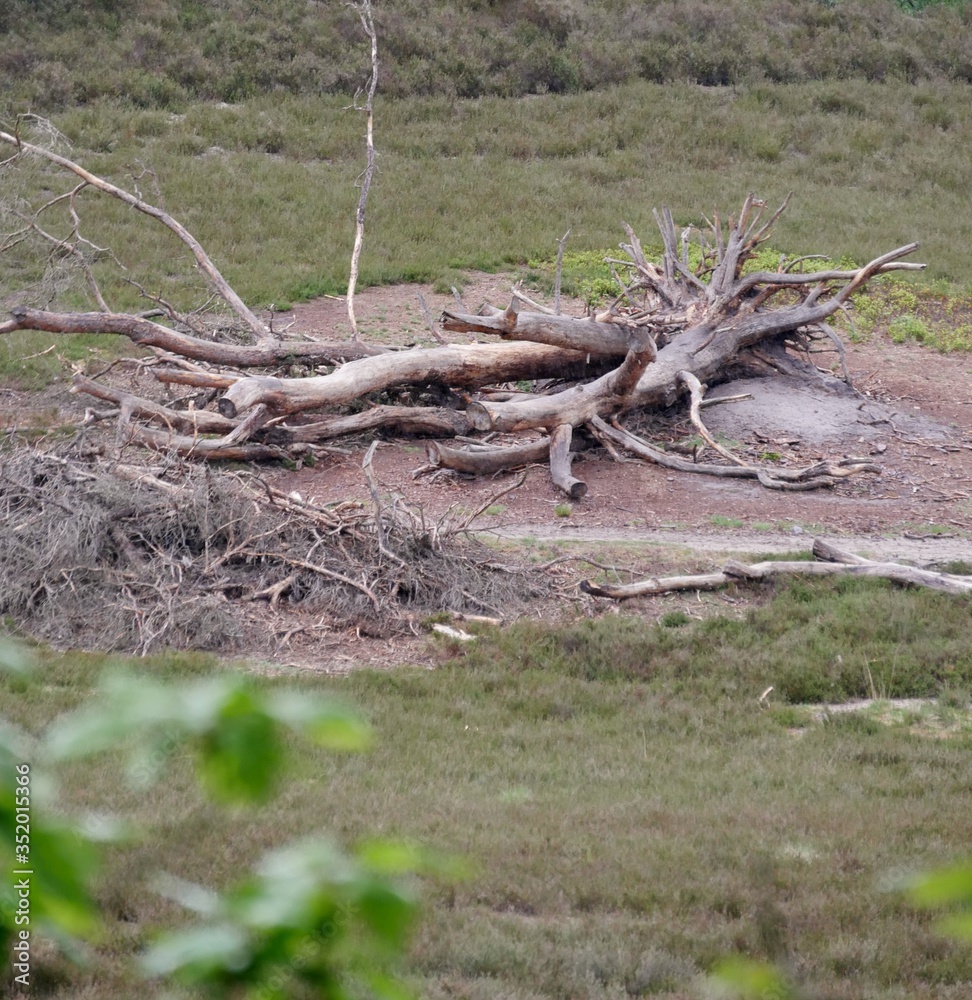 Gestapeltes Holz in der Fischbeker Heide Gestapeltes Holz in der Fischbeker Heide