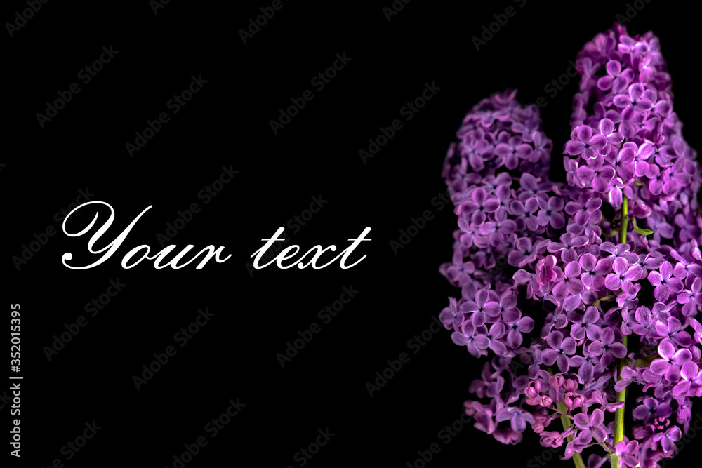 Lilac branch on a black background