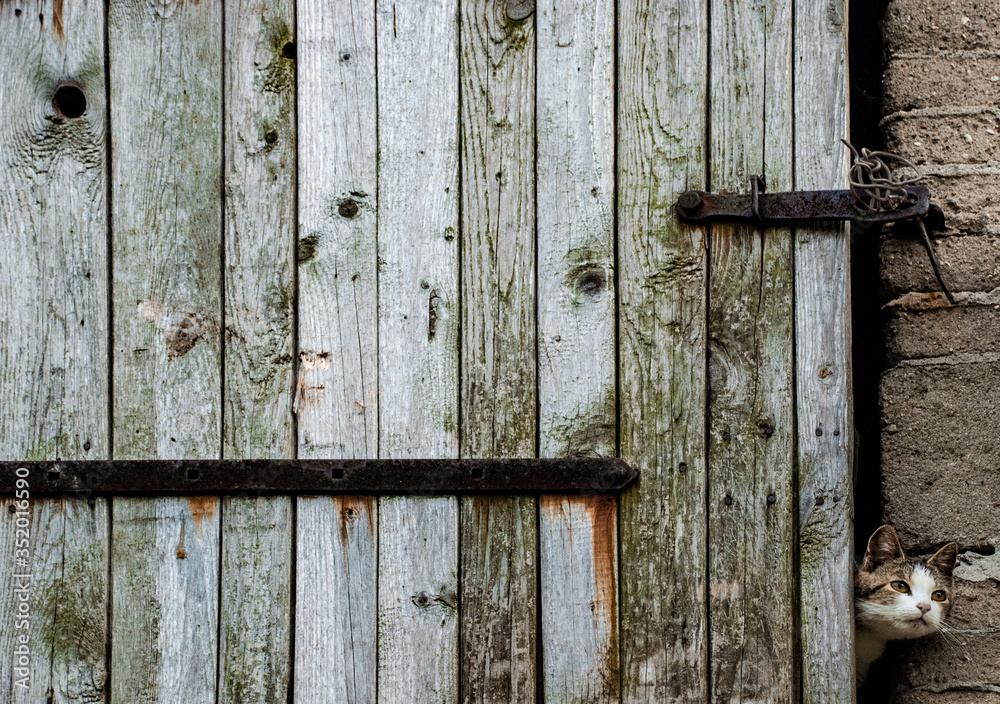 A farm cat looks out from rusty textured wooden barn door A farm cat looks out from rusty textured wooden barn door