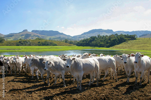 nelore cattle photo