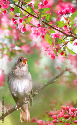a Nightingale sings on a branch with flowers
