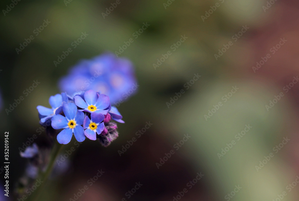Flowers of forget-me-not on a green background Flowers of forget-me-not on a green background