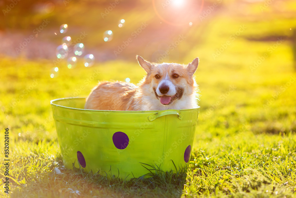 cute Corgi puppy washes in a trough in the garden - obrazy, fototapety, plakaty 