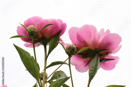 Wunderschönen pinkfarbene Pfingstrose