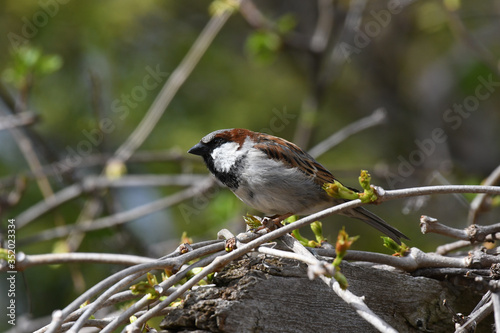 House Sparrow perched on a twig