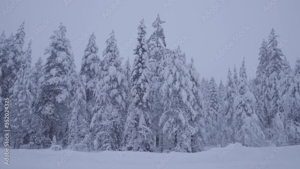 Typical forest of Lapland during the winter. Lapland, Finland.
Typical forest of Lapland during the winter. Lapland, Finland.