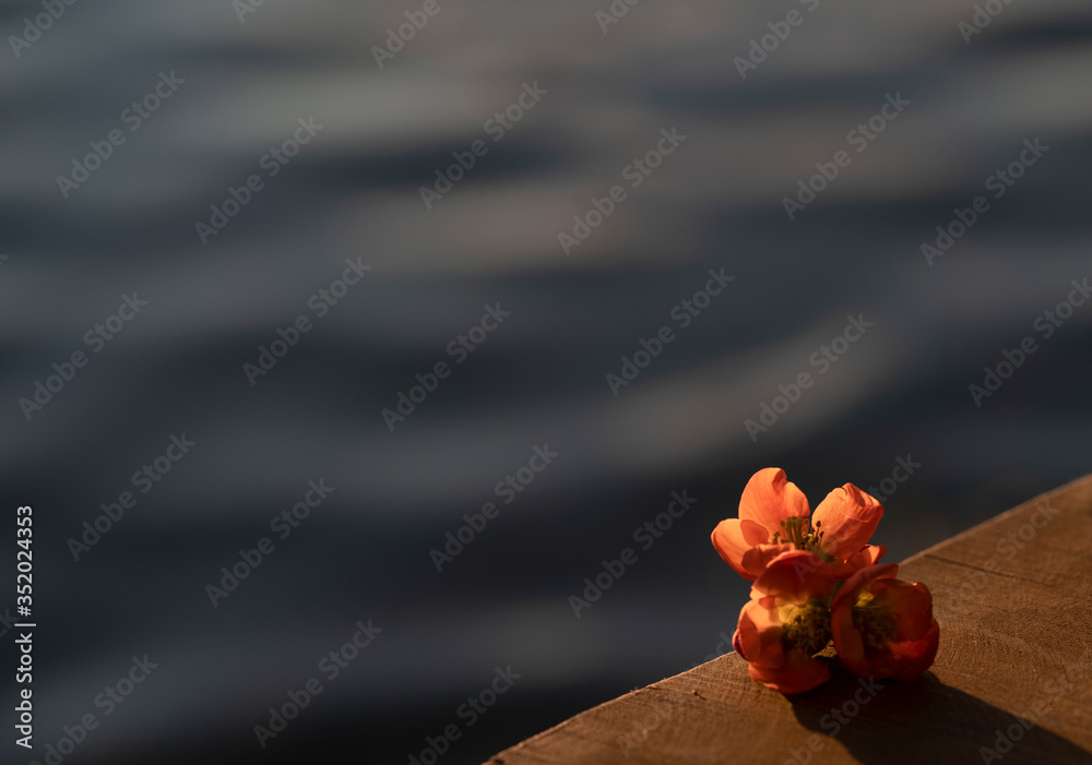 Selective focus on a flower with water in the background. Selective focus on a flower with water in the background.