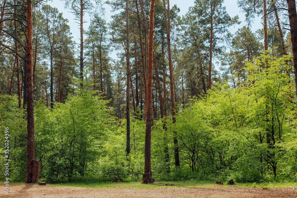 Fototapeta premium green forest deciduous bright daylight morning freshness