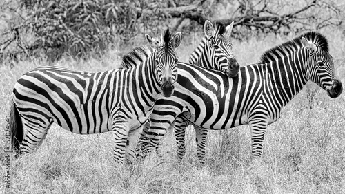 Wildlife  South Africa