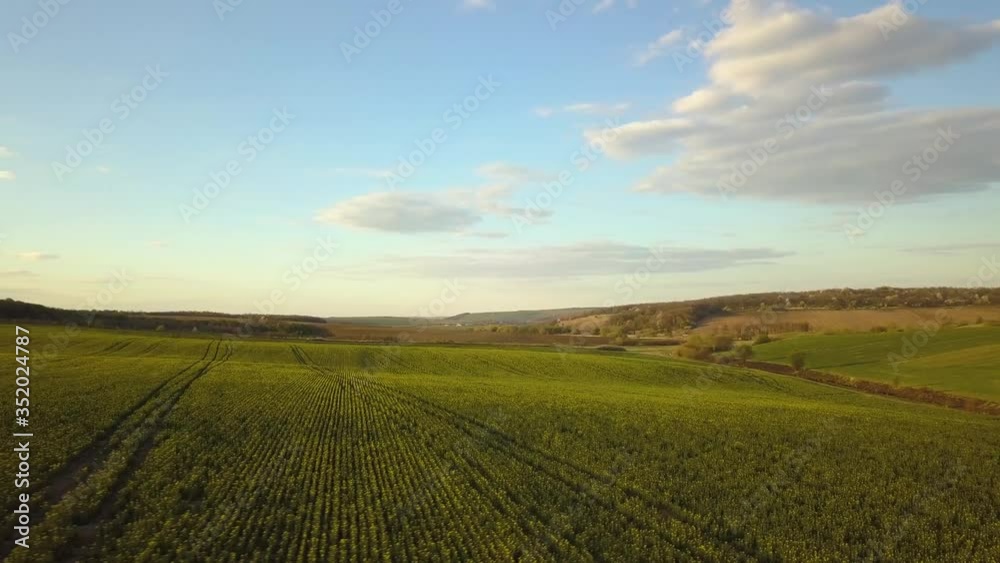 Aerial view of bright green agricultural farm field with growing rapeseed plants. Aerial view of bright green agricultural farm field with growing rapeseed plants.
