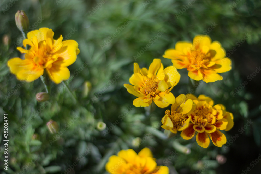 Marigolds shades of yellow, Floral background Marigolds shades of yellow, Floral background