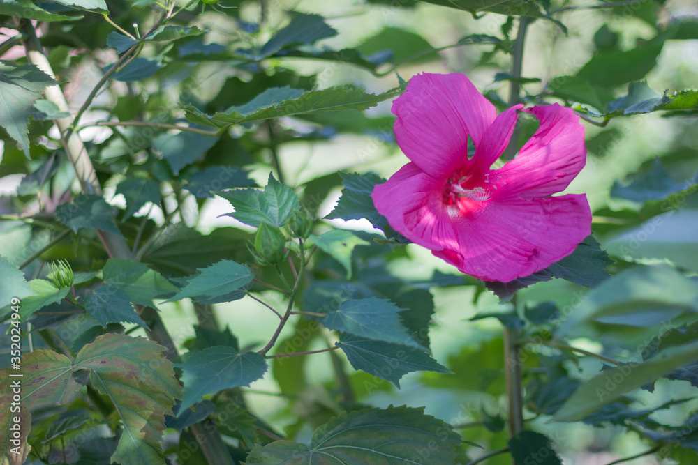 Beautiful pink flower with green leaves in the garden