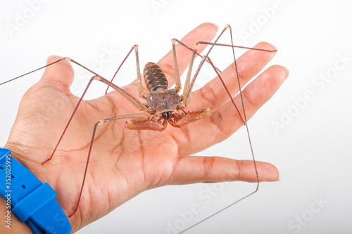 Amblypygi arachnid isolated photo